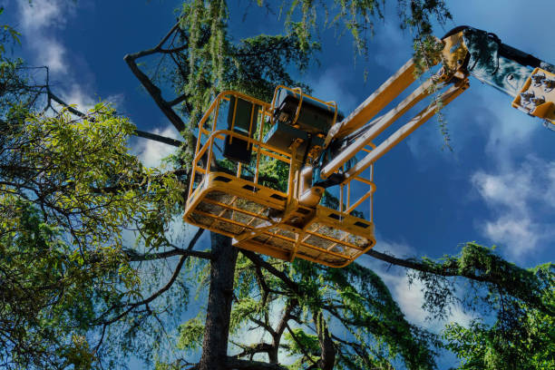 Professional Tree Removal and Landscaping Services in West Samoset, FL